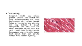 • Otot Jantung
Berbentuk silindris atau serabut
pendek. Tersusun atas serabut lurik
yang bercabang-cabang dan saling
berhubungan satu dengan lainnya.
Setiap sel mempunyai satu atau dua
inti yang terletak di tengah
sarkoplasma. Otot tidak sadar dan
selnya dilengkapi serabut saraf dari
saraf otonom. Kontraksi otot jantung
berlangsung secara otomatis, teratur,
tidak pernah lelah, dan bereaksi
lambat. Hanya terdapat di jantung.
 