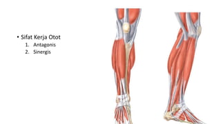 • Sifat Kerja Otot
1. Antagonis
2. Sinergis
 