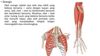 • Sinergis
Otot sinergis adalah dua otot atau lebih yang
bekerja bersama – sama dengan tujuan yang
sama. Jadi, otot – otot itu berkontraksi bersama
dan berelaksasi bersama. Misalnya, otot – otot
antar tulang rusuk yang bekerja bersama ketika
kita menarik napas, atau otot pronator, yaitu
otot yang menyebabkan telapak tangan
menengadah atau menelungkup.
 