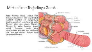 Mekanisme Terjadinya Gerak
Pada dasarnya setiap serabut otot
tersusun atas serabut tipis yang disebut
miofibril. miofibril ini mengandung
struktur yang lebih sederhana lagi yaitu
filament aktin dan miosin. Filamen-
filament ini saling bergeser keluar
masuk /tumpang tindih yang
menghasilkan kontraksi dan relakssasi
otot sehingga disebut dengan teori
pergeseran filament.
 