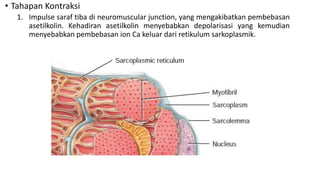 • Tahapan Kontraksi
1. Impulse saraf tiba di neuromuscular junction, yang mengakibatkan pembebasan
asetilkolin. Kehadiran asetilkolin menyebabkan depolarisasi yang kemudian
menyebabkan pembebasan ion Ca keluar dari retikulum sarkoplasmik.
 