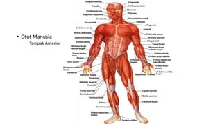 • Otot Manusia
• Tampak Anterior
 