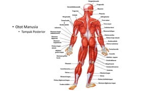 • Otot Manusia
• Tampak Posterior
 