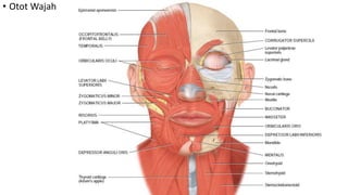 • Otot Wajah
 