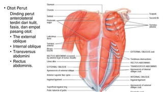 • Otot Perut
Dinding perut
anterolateral
terdiri dari kulit,
fasia, dan empat
pasang otot:
• The external
oblique
• Internal oblique
• Transversus
abdomini
• Rectus
abdominis.
 