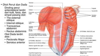 • Otot Perut dan Dada
Dinding perut
anterolateral terdiri
dari kulit, fasia, dan
empat pasang otot:
• The external
oblique
• Internal oblique
• Transversus
abdomini
• Rectus abdominis
Otot Dada terdiri
atas :
• Pectoralis Major
• Serratus anterior
 