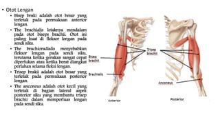 • Otot Lengan
• Bisep braki adalah otot besar yang
terletak pada permukaan anterior
lengan.
• The brachialis letaknya mendalam
pada otot biseps brachii. Otot ini
paling kuat di fleksor lengan pada
sendi siku.
• The brachioradialis menyebabkan
fleksor lengan pada sendi siku,
terutama ketika gerakan sangat cepat
diperlukan atau ketika berat diangkat
perlahan selama fleksi lengan.
• Trisep brakii adalah otot besar yang
terletak pada permukaan posterior
lengan.
• The anconeus adalah otot kecil yang
terletak di bagian lateral aspek
posterior siku yang membantu trisep
brachii dalam memperluas lengan
pada sendi siku.
 