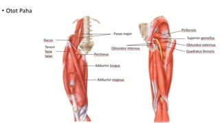 • Otot Paha
 