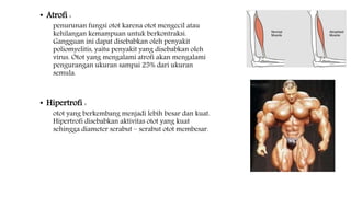 • Atrofi :
penurunan fungsi otot karena otot mengecil atau
kehilangan kemampuan untuk berkontraksi.
Gangguan ini dapat disebabkan oleh penyakit
poliomyelitis, yaitu penyakit yang disebabkan oleh
virus. Otot yang mengalami atrofi akan mengalami
pengurangan ukuran sampai 25% dari ukuran
semula.
• Hipertrofi :
otot yang berkembang menjadi lebih besar dan kuat.
Hipertrofi disebabkan aktivitas otot yang kuat
sehingga diameter serabut – serabut otot membesar.
 