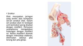 • Sruktur
Otot merupakan jaringan
yang terdiri atas kumpulan
sel-sel serabut otot. Dalam
sel serabut otot ini terdapat
unit kontraksil yanng disebut
dengan miofibril. Perluasan
sarkoplasma mengadakan
hubungan dengan miofibril
ini. Ketika myofibril diamati
dengan mikroskop elektron,
ditemukan adanya pita
terang dan pita gelap.
 