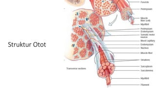 Struktur Otot
 