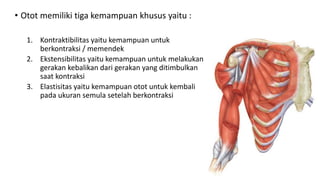 • Otot memiliki tiga kemampuan khusus yaitu :
1. Kontraktibilitas yaitu kemampuan untuk
berkontraksi / memendek
2. Ekstensibilitas yaitu kemampuan untuk melakukan
gerakan kebalikan dari gerakan yang ditimbulkan
saat kontraksi
3. Elastisitas yaitu kemampuan otot untuk kembali
pada ukuran semula setelah berkontraksi
 