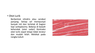 • Otot Lurik
Berbentuk silindris atau serabut
panjang. Setiap sel mempunyai
banyak inti dan terletak di bagian
tepi sarkoplasma. Bekerja di bawah
kehendak (otot sadar) Kontraksi
otot lurik cepat tetapi tidak teratur
dan mudah lelah. Melekat pada
rangka tubuh
 