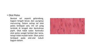 • Otot Polos
Bentuk sel seperti gelendong,
bagian tengah besar, dan ujungnya
meruncing. Dalam setiap sel otot
polos terdapat satu inti sel yang
terletak di tengah dan bentuknya
pipih. Otot tidak sadar. Kontraksi
otot polos sangat lambat dan lama,
tetapi tidak mudah lelah. Otot polos
terdapat pada alat-alat tubuh
bagian dalam.
 