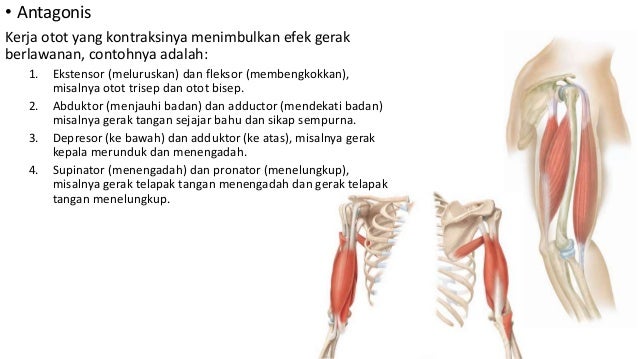 Sistem Otot  pada Manusia
