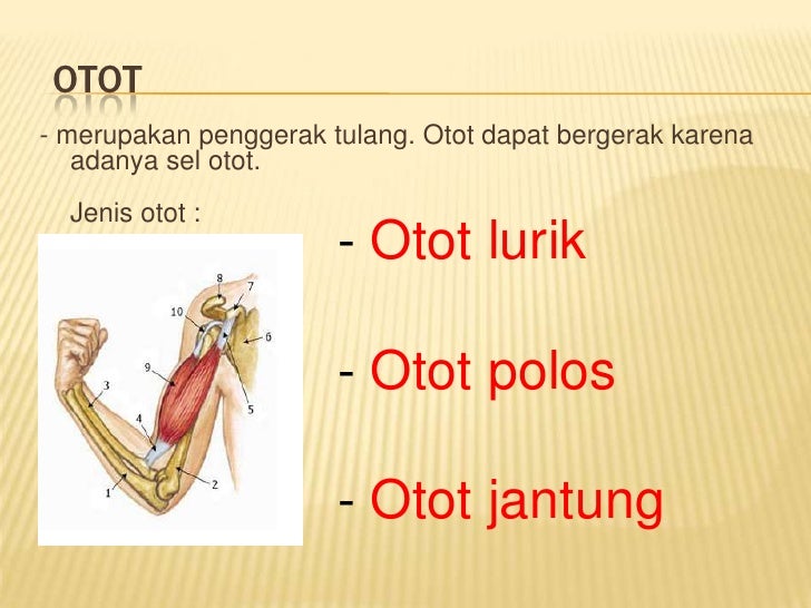 Bagaimana Cara Kerja Otot Dan Tulang Sehingga Dapat Menghasilkan Gerakan Bagaimana Cara Kerja Otot Dan Tulang Sehingga Dapat Menghasilkan Gerakan