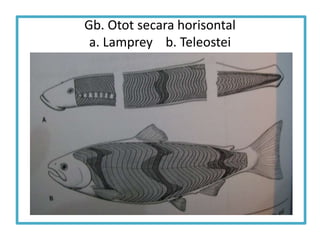 Gb. Otot secara horisontal
a. Lamprey b. Teleostei
 