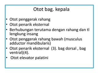 Otot bag. kepala
• Otot penggerak rahang
• Otot penarik eksternal
• Berhubungan terutama dengan rahang dan tl
lengkung insang
• Otot penggerak rahang bawah (musculus
adductor mandibularis)
• Otot penarik eksternal (3). bag dorsal , bag
ventral)(4).
• Otot elevator palatini
 