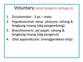 Voluntary (otot bergaris terbagi 4)
1. Occulomotor : 3 ps – mata
2. Hypobranchial: dasar pharynx, rahang &
lengkung insang (sbg pengembang)
3. Branchiomeric: pd wajah, rahang &
lengkung insang (sbg pengerut)
4. Otot appendicular: (menggerakkan sirip)
 