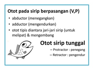 Otot pada sirip berpasangan (V,P)
• abductor (menegangkan)
• adductor (mengendurkan)
• otot tipis diantara jari-jari sirip (untuk
melipat) & mengembang
Otot sirip tunggal
– Protractor : penegang
– Retractor : pengendur
 
