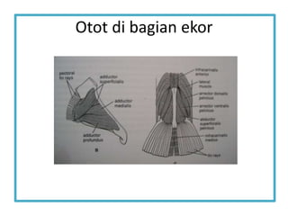 Otot di bagian ekor
 