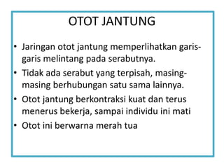 OTOT JANTUNG
• Jaringan otot jantung memperlihatkan garis-
garis melintang pada serabutnya.
• Tidak ada serabut yang terpisah, masing-
masing berhubungan satu sama lainnya.
• Otot jantung berkontraksi kuat dan terus
menerus bekerja, sampai individu ini mati
• Otot ini berwarna merah tua
 