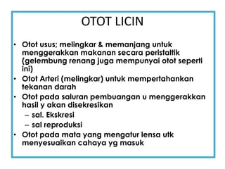 OTOT LICIN
• Otot usus; melingkar & memanjang untuk
menggerakkan makanan secara peristaltik
(gelembung renang juga mempunyai otot seperti
ini)
• Otot Arteri (melingkar) untuk mempertahankan
tekanan darah
• Otot pada saluran pembuangan u menggerakkan
hasil y akan disekresikan
– sal. Ekskresi
– sal reproduksi
• Otot pada mata yang mengatur lensa utk
menyesuaikan cahaya yg masuk
 