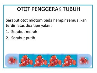 OTOT PENGGERAK TUBUH
Serabut otot miotom pada hampir semua ikan
terdiri atas dua tipe yakni :
1. Serabut merah
2. Serabut putih
 