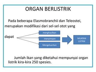 ORGAN BERLISTRIK
menghasilkan
menyimpan
Mengeluarkan
MUATAN
LISTRIK
Pada beberapa Elasmobranchii dan Teleostei,
merupakan modifikasi dari sel-sel otot yang
dapat
Jumlah ikan yang diketahui mempunyai organ
listrik kira-kira 250 spesies.
 