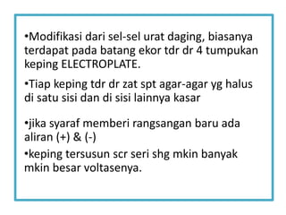 •Tiap keping tdr dr zat spt agar-agar yg halus
di satu sisi dan di sisi lainnya kasar
•jika syaraf memberi rangsangan baru ada
aliran (+) & (-)
•keping tersusun scr seri shg mkin banyak
mkin besar voltasenya.
•Modifikasi dari sel-sel urat daging, biasanya
terdapat pada batang ekor tdr dr 4 tumpukan
keping ELECTROPLATE.
 