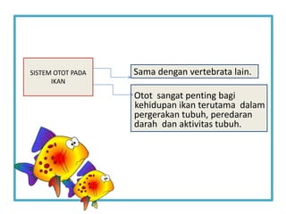 Sama dengan vertebrata lain.
Otot sangat penting bagi
kehidupan ikan terutama dalam
pergerakan tubuh, peredaran
darah dan aktivitas tubuh.
SISTEM OTOT PADA
IKAN
 