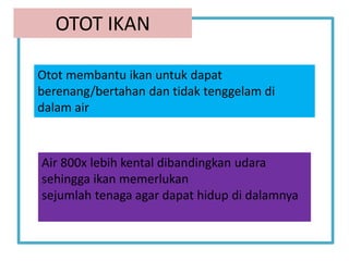 OTOT IKAN
Air 800x lebih kental dibandingkan udara
sehingga ikan memerlukan
sejumlah tenaga agar dapat hidup di dalamnya
Otot membantu ikan untuk dapat
berenang/bertahan dan tidak tenggelam di
dalam air
 
