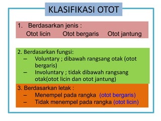 KLASIFIKASI OTOT
3. Berdasarkan letak :
– Menempel pada rangka (otot bergaris)
– Tidak menempel pada rangka (otot licin)
1. Berdasarkan jenis :
Otot licin Otot bergaris Otot jantung
2. Berdasarkan fungsi:
– Voluntary ; dibawah rangsang otak (otot
bergaris)
– Involuntary ; tidak dibawah rangsang
otak(otot licin dan otot jantung)
 