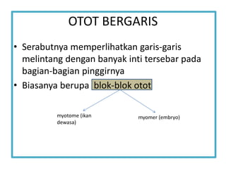 OTOT BERGARIS
• Serabutnya memperlihatkan garis-garis
melintang dengan banyak inti tersebar pada
bagian-bagian pinggirnya
• Biasanya berupa blok-blok otot
myotome (ikan
dewasa)
myomer (embryo)
 