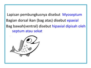 Lapisan pembungkusnya disebut Myoseptum
Bagian dorsal ikan (bag atas) disebut epaxial
Bag bawah(ventral) disebut hipaxial dipisah oleh
septum atau sekat
 