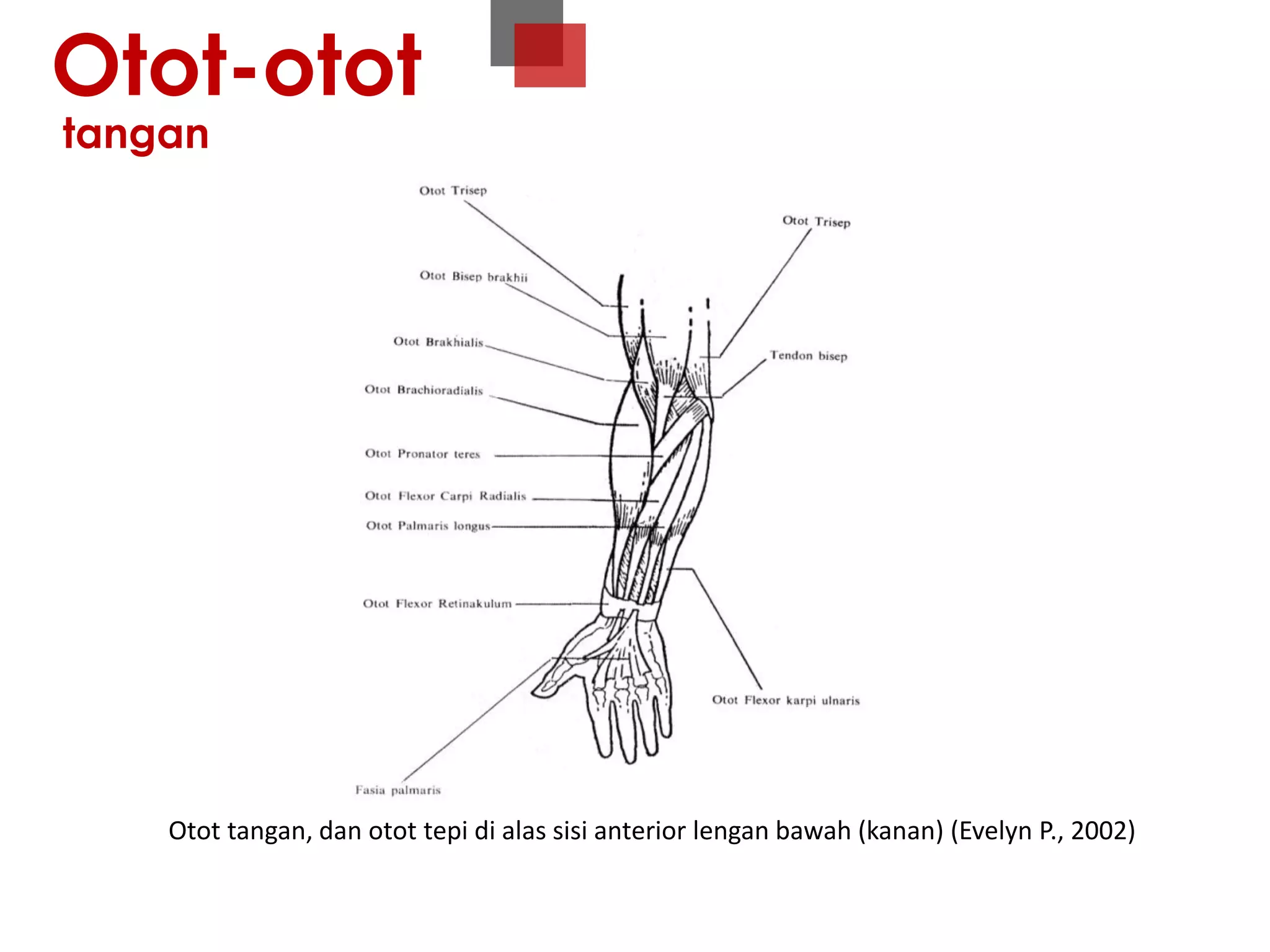Sistem Otot Kerangka | PDF