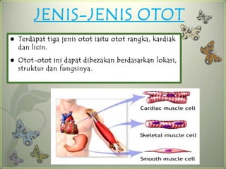 JENIS-JENIS OTOT
   Terdapat tiga jenis otot iaitu otot rangka, kardiak
    dan licin.
   Otot-otot ini dapat dibezakan berdasarkan lokasi,
    struktur dan fungsinya.
 