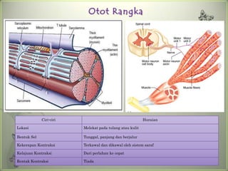 Otot Rangka




             Ciri-ciri                                    Huraian

Lokasi                   Melekat pada tulang atau kulit

Bentuk Sel               Tunggal, panjang dan berjalur

Kekerapan Kontraksi      Terkawal dan dikawal oleh sistem saraf

Kelajuan Kontraksi       Dari perlahan ke cepat

Rentak Kontraksi         Tiada
 