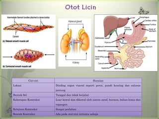 Otot Licin




             Ciri-ciri                                Huraian
Lokasi                   Dinding organ viseral seperti perut, pundi kencing dan saluran
                         jantung
Bentuk Sel               Tunggal dan tidak berjalur
Kekerapan Kontraksi      Luar kawal dan dikawal oleh sistem saraf, hormon, bahan kimis dan
                         regangan.
Kelajuan Kontraksi       Sangat perlahan
Rentak Kontraksi         Ada pada otot-otot tertentu sahaja
 