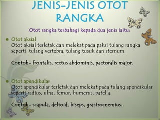 JENIS-JENIS OTOT
                 RANGKA
           Otot rangka terbahagi kepada dua jenis iaitu:
   Otot aksial
    Otot aksial terletak dan melekat pada paksi tulang rangka
    seperti tulang vertebra, tulang tusuk dan sternum.

    Contoh- frontalis, rectus abdominis, pactoralis major.


   Otot apendikular
    Otot apendikular terletak dan melekat pada tulang apendikular
    seperti radius, ulna, femur, humerus, patella.

    Contoh- scapula, deltoid, biseps, grastrocnemius.
 