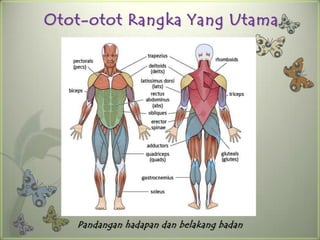 Otot-otot Rangka Yang Utama




   Pandangan hadapan dan belakang badan
 