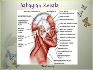 Bahagian Kepala




       Otot muka
 