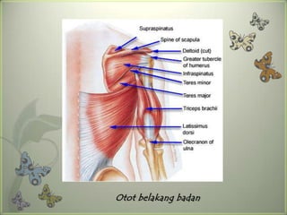 Otot belakang badan
 