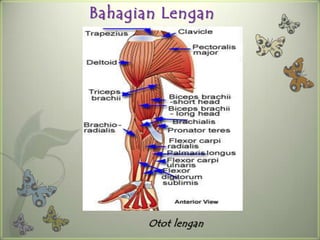 Bahagian Lengan




       Otot lengan
 