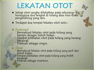 LEKATAN OTOT
   Setiap otot rangka dilekatkan pada sekurang-
    kurangnya dua tempat di tulang atau tisu-tisu
    penghubung yang lain.
   Terdapat dua tempat lekatan otot iaitu :

   Proksimal
    * Bermaksud lekatan otot pada tulang yang
      hampir dengan tubuh badan.
    * Tempat pelekatan otot pada tulang yang kurang
      bergerak.
    * Dikenali sebagai origin.
   Distal
    * Bermaksud lekatan otot pada tulang yang jauh dari
      tubuh badan.
    * Tempat pelekatan otot pada tulang yang boleh
      bergerak.
    * Dikenali sebagai insertion.
 