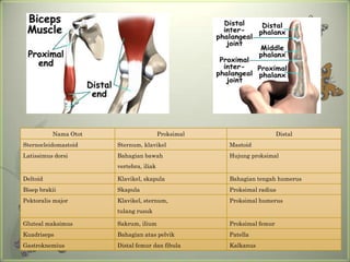 Nama Otot                     Proksimal                     Distal
Sternocleidomastoid   Sternum, klavikel             Mastoid
Latissimus dorsi      Bahagian bawah                Hujung proksimal
                      vertebra, iliak

Deltoid               Klavikel, skapula             Bahagian tengah humerus
Bisep brakii          Skapula                       Proksimal radius
Pektoralis major      Klavikel, sternum,            Proksimal humerus
                      tulang rusuk

Gluteal maksimus      Sakrum, ilium                 Proksimal femur
Kuadriseps            Bahagian atas pelvik          Patella
Gastroknemius         Distal femur dan fibula       Kalkanus
 