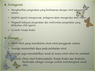    Antagonis
       Menghasilkan pergerakan yang berlawanan dengan otot penggerak
        utama.

       Apabila agonis menguncup, antagonis akan mengendur atau relaks.

       Megawal kelajuan pergerakan dan melicinkan pergerakan yang
        dilakukan oleh agonis.

       Contoh: triseps brakii


   Sinergis
       Otot-otot yang membantu otot-otot penggerak utama.
       Sinergis menambah daya pada pelekatan otot.
       Sinergis juga menstabilkan sendi di mana otot-otot itu melekat.
       Contoh: Otot-otot brakioradialis, biseps brakii dan brakialis
                bertindak sebagai sinergis untuk membengkok sendi
                siku.
 