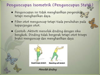 Penguncupan Isometrik (Penguncupan Statik)
     Penguncupan ini tidak menghasilkan pergerakan
      tetapi menghasilkan daya.
     Fiber otot menguncup tetapi tiada perubahan pada
      kepanjangan otot.
     Contoh: Aktiviti menolak dinding dengan siku
      bengkok. Dinding tidak bergerak tetapi otot triseps
      brakii menguncup dan menghasilkan daya




                      Menolak dinding
 
