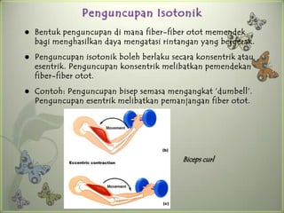 Penguncupan Isotonik
   Bentuk penguncupan di mana fiber-fiber otot memendek
    bagi menghasilkan daya mengatasi rintangan yang bergerak.
   Penguncupan isotonik boleh berlaku secara konsentrik atau
    esentrik. Penguncupan konsentrik melibatkan pemendekan
    fiber-fiber otot.
   Contoh: Penguncupan bisep semasa mengangkat ‘dumbell’.
    Penguncupan esentrik melibatkan pemanjangan fiber otot.




                                          Biceps curl
 