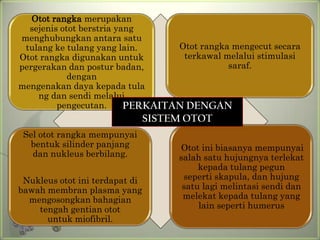 Otot rangka merupakan
  sejenis otot berstria yang
menghubungkan antara satu
 tulang ke tulang yang lain.      Otot rangka mengecut secara
Otot rangka digunakan untuk        terkawal melalui stimulasi
pergerakan dan postur badan,                 saraf.
            dengan
mengenakan daya kepada tula
    ng dan sendi melalui
         pengecutan.      PERKAITAN DENGAN
                                SISTEM OTOT
 Sel otot rangka mempunyai
  bentuk silinder panjang             Otot ini biasanya mempunyai
   dan nukleus berbilang.            salah satu hujungnya terlekat
                                          kepada tulang pegun
 Nukleus otot ini terdapat di         seperti skapula, dan hujung
bawah membran plasma yang             satu lagi melintasi sendi dan
  mengosongkan bahagian               melekat kepada tulang yang
    tengah gentian otot                   lain seperti humerus
      untuk miofibril.
 